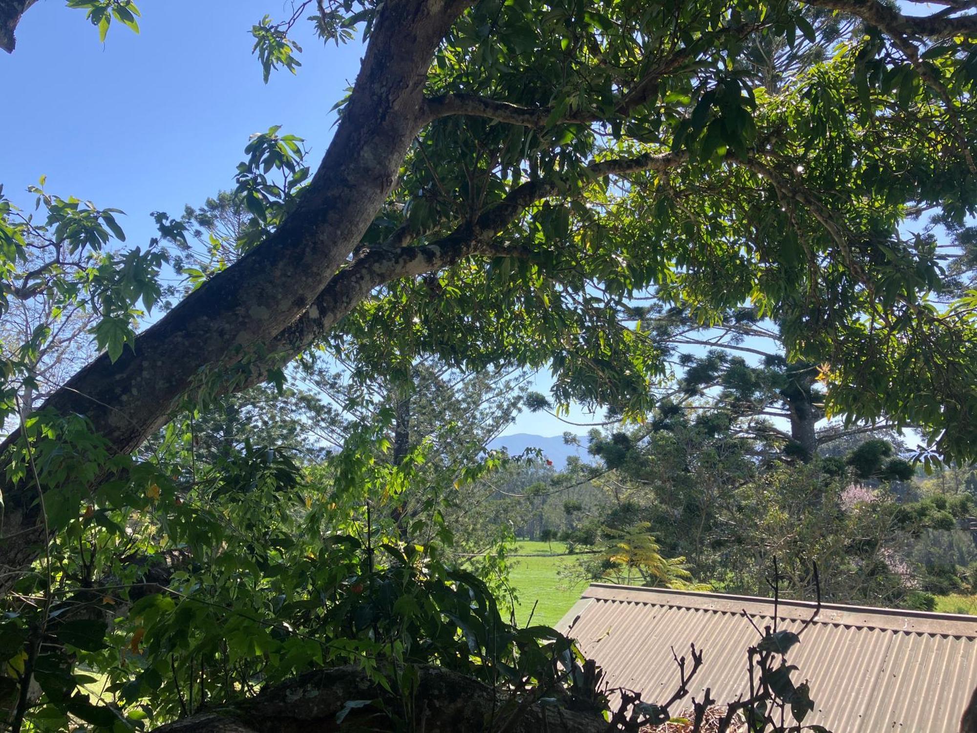 Potters Cottage Bellingen Exterior foto